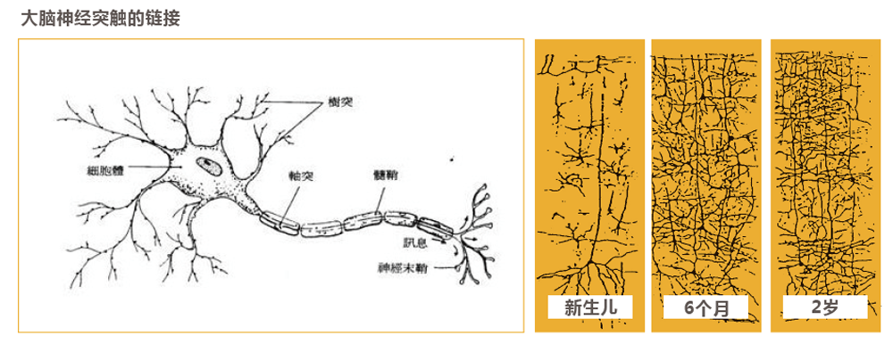 大脑中的一种物质叫做神经元,也叫树突,或者叫突触.